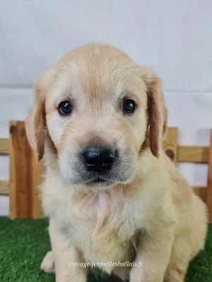 Belzébuth - Golden Retriever