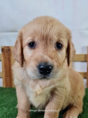 Babybel - Golden Retriever