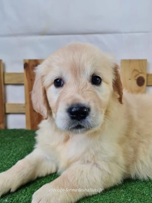 Bridélice - Golden Retriever