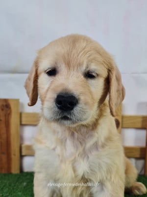 Bonduelle - Golden Retriever
