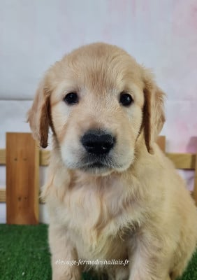 Bénédicta - Golden Retriever