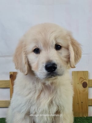 Les chiots de Golden Retriever