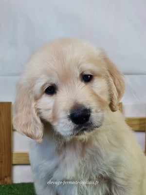 Les chiots de Golden Retriever