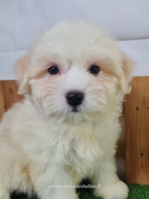 Bafang - Coton de Tulear