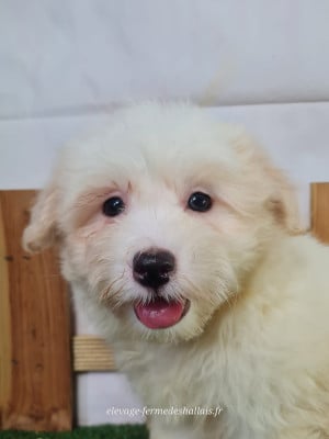Barney - Coton de Tulear