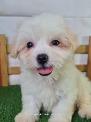 Bagheera - Coton de Tulear