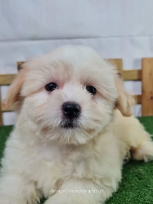 Bela - Coton de Tulear