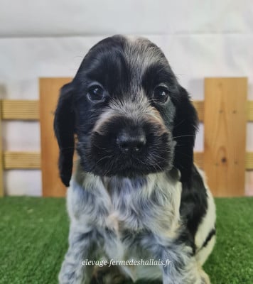 Bélise - Cocker Spaniel Anglais