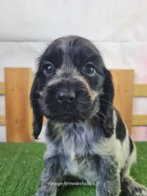 Belladone - Cocker Spaniel Anglais