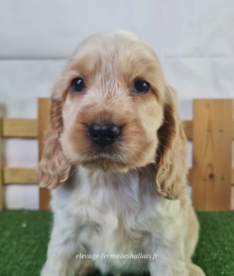 Bambina - Cocker Spaniel Anglais