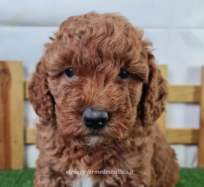 Les chiots de Caniche