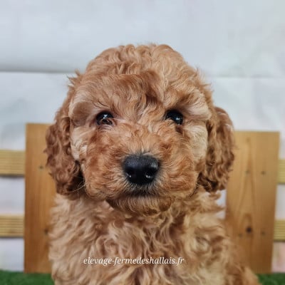 Les chiots de Caniche