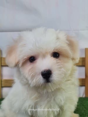 Les chiots de Coton de Tulear