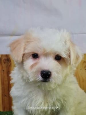Les chiots de Coton de Tulear