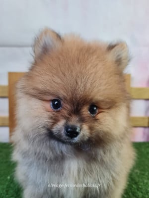 Les chiots de Spitz allemand