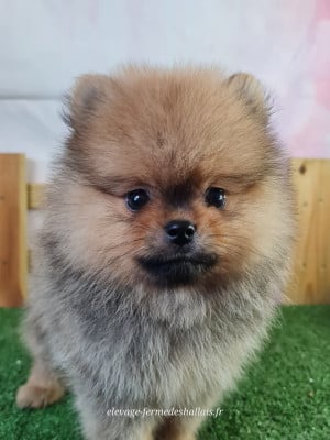 Les chiots de Spitz allemand