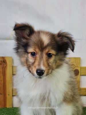 Les chiots de Shetland Sheepdog