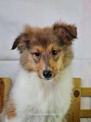 Les chiots de Shetland Sheepdog