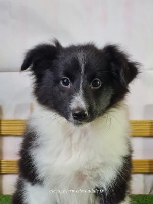 Les chiots de Shetland Sheepdog