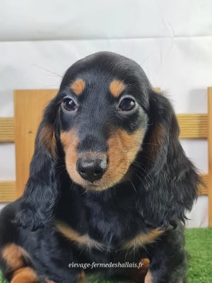 Les chiots de Teckel poil long