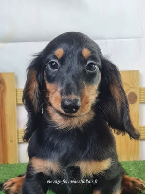 Les chiots de Teckel poil long