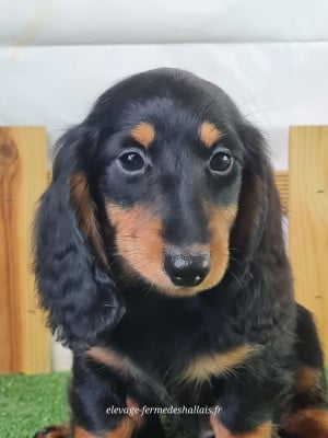 Les chiots de Teckel poil long