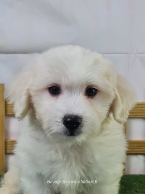 Les chiots de Coton de Tulear