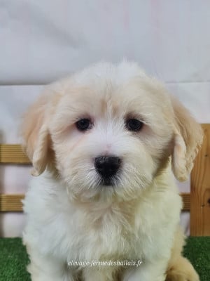 Les chiots de Coton de Tulear