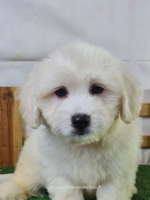 Les chiots de Coton de Tulear