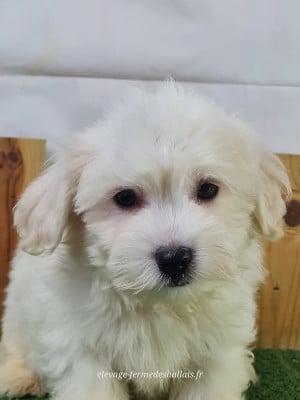 Les chiots de Coton de Tulear