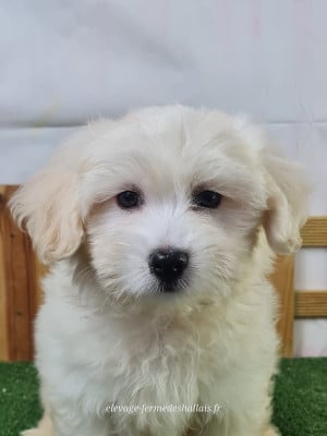Les chiots de Coton de Tulear