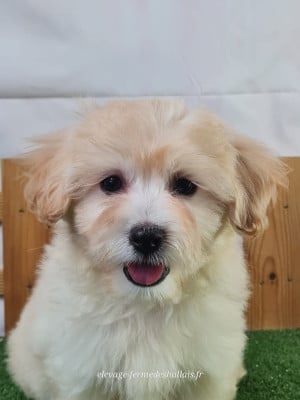 Les chiots de Coton de Tulear