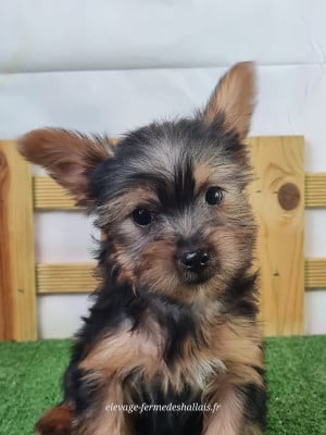 Les chiots de Yorkshire Terrier
