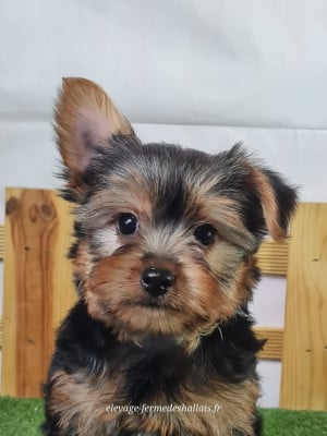 Les chiots de Yorkshire Terrier