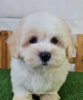 Les chiots de Coton de Tulear