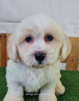 Les chiots de Coton de Tulear