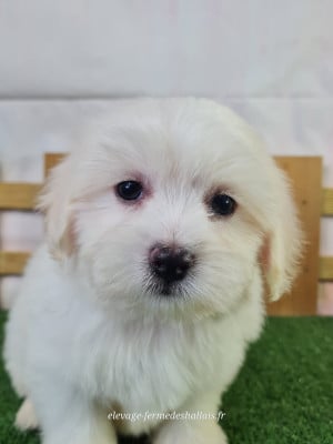 Les chiots de Coton de Tulear