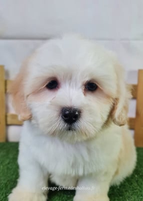 Les chiots de Coton de Tulear