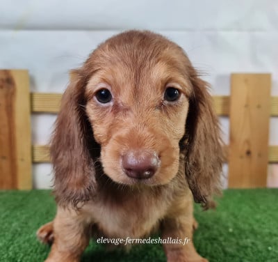 Les chiots de Teckel poil long