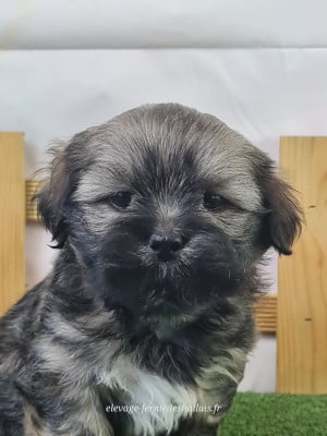 Bao - Lhassa Apso