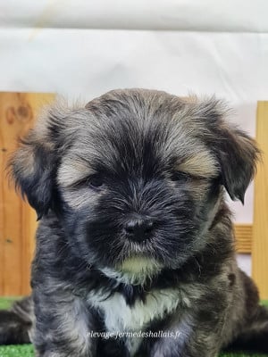Buji - Lhassa Apso