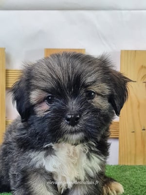 Lhassa Apso