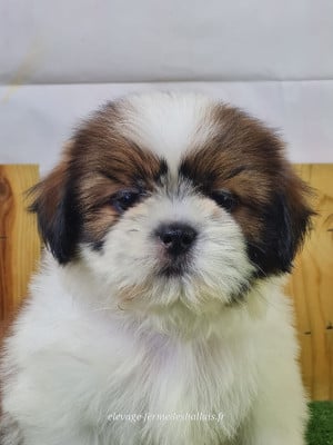 Les chiots de Shih Tzu