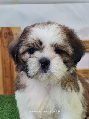 Les chiots de Shih Tzu