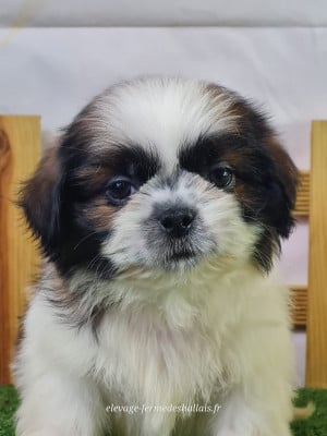 Les chiots de Shih Tzu