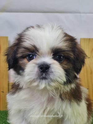 Les chiots de Shih Tzu