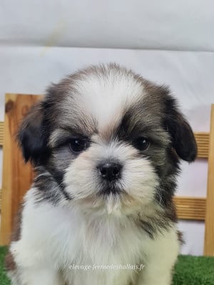 Les chiots de Shih Tzu