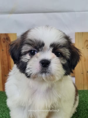 Les chiots de Shih Tzu