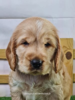 Les chiots de Cocker Spaniel Anglais