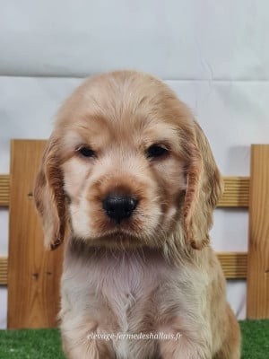 Les chiots de Cocker Spaniel Anglais